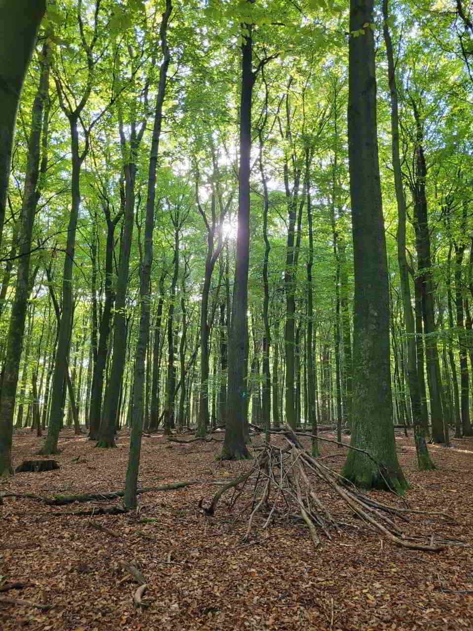 Naturwald Weichel bei Rotenburg Wümme